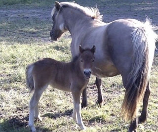  Nueva incorporación a la Escuela del Petit Bois 